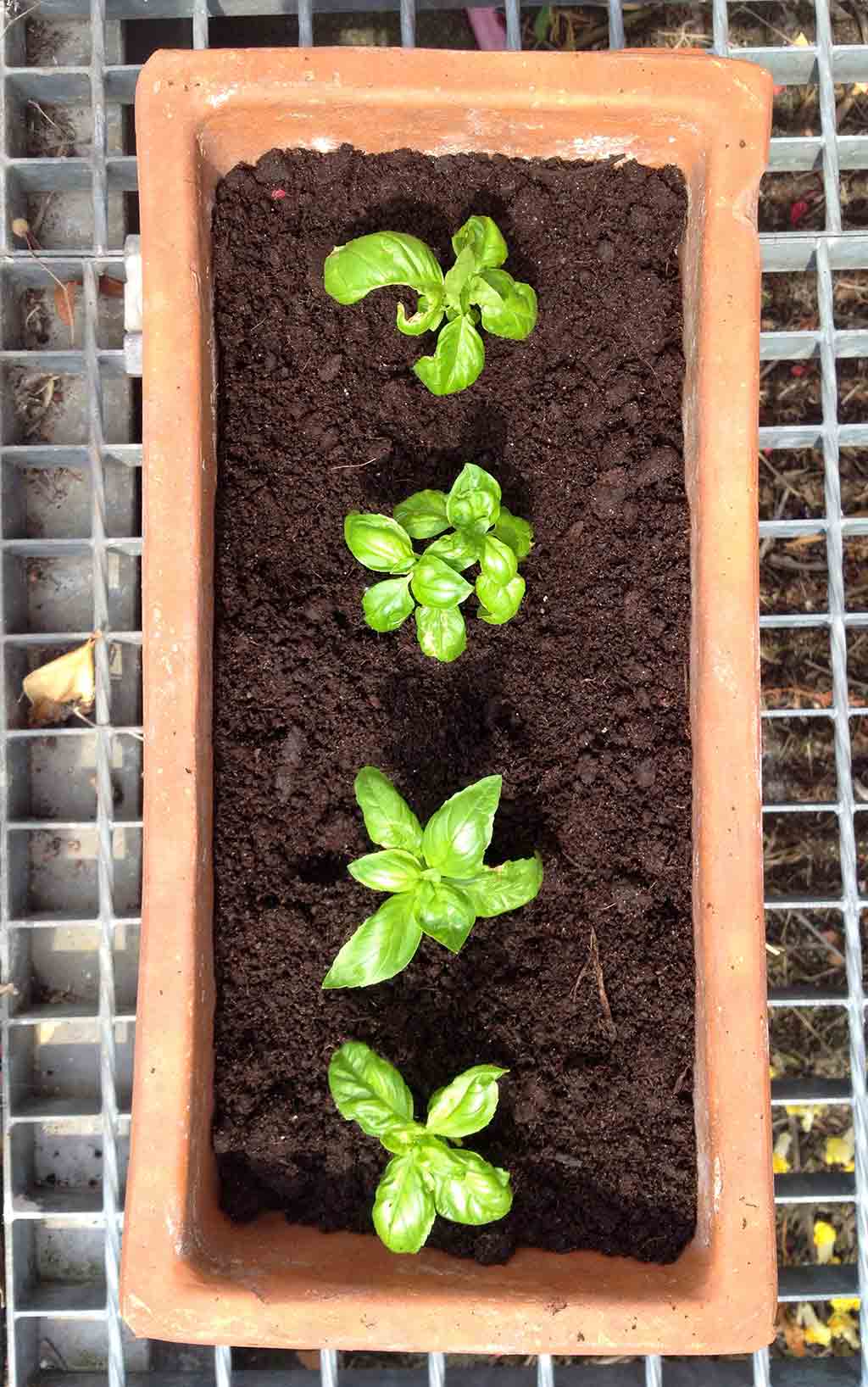 Bsilikum Setzlinge mögen es warm