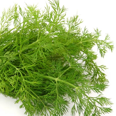 Mediterrane-Kraeuter-Dill Mediterrane Kräuter Dill © Fotolia