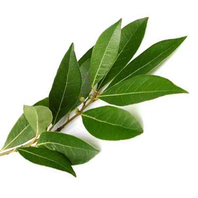 Mediterrane-Kraeuter-Lorbeer Mediterrane Kräuter Lorbeer © Fotolia