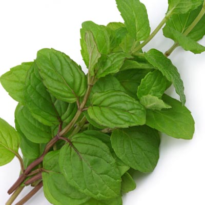 Mediterrane-Kraeuter-Minze Minzblätter