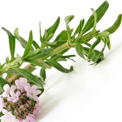 Mediterrane-Kraeuter-Oregano Mediterrane Kräuter Oregano © Fotolia