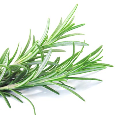 Mediterrane-Kraeuter-Rosmarin Mediterrane Kräuter Rosmarin © Fotolia