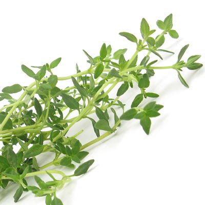 Mediterrane-Kraeuter-Thymian Mediterrane Kräuter Thymian auf weißem Grund