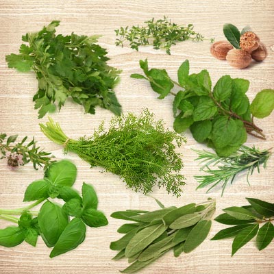 Verschiedene frische mediterrane Kräuter, darunter Petersilie, Minze, Basilikum, Salbei, Rosmarin, Thymian und Muskatnuss auf einer Holzoberfläche.