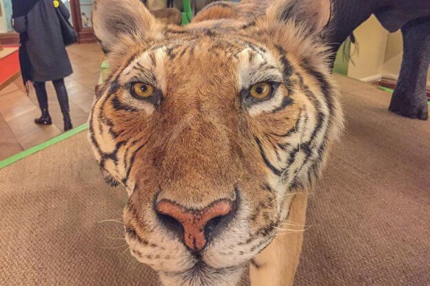 Tiger im Naturhistorischen Museum