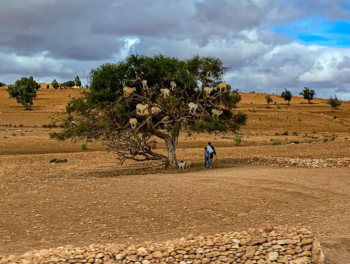 Ziegen stehen in einer trockenen Landschaft auf einem Baum, zwei Person stehen darunter