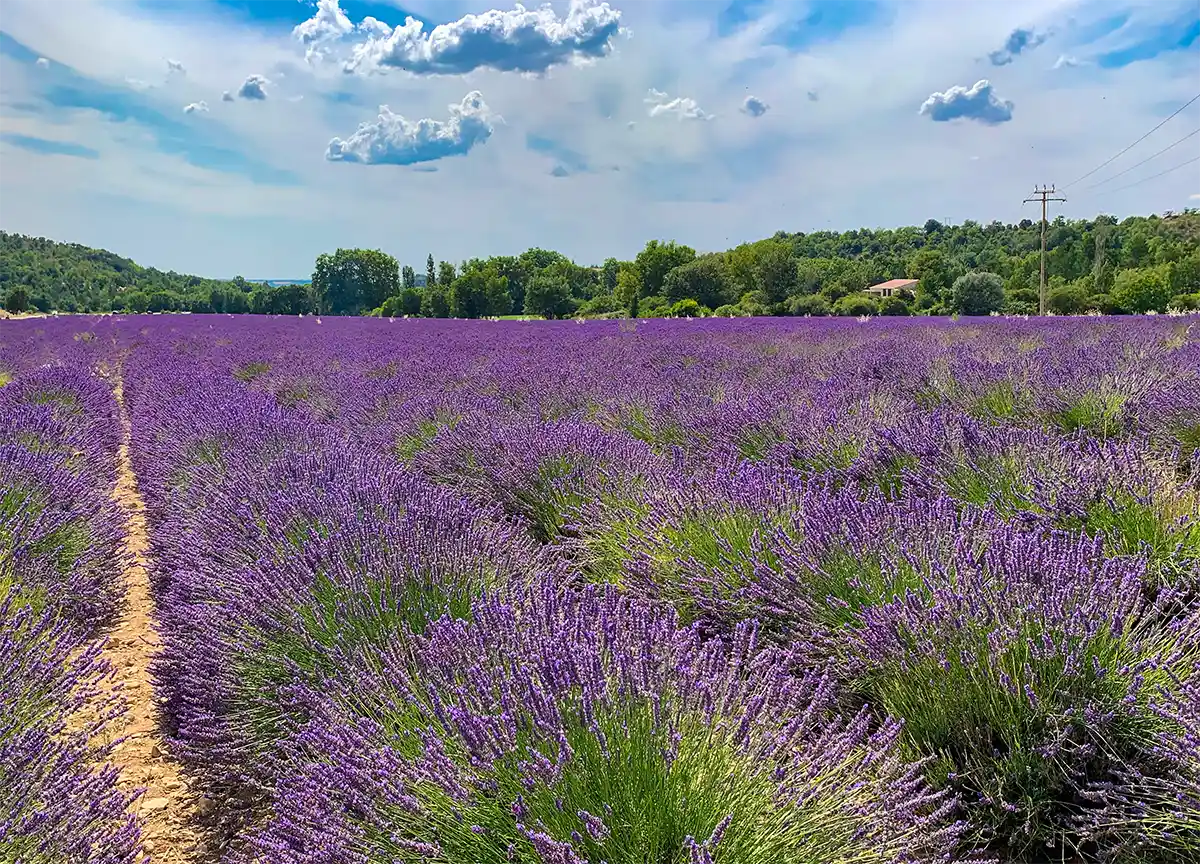 Lavendelfeld-Provence Ein leuchtendes Lavendelfeld unter einem teilweise bewölkten blauen Himmel, mit Bäumen und einem Haus im Hintergrund.