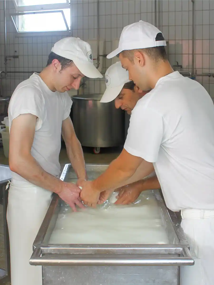 Mozzarella-di-bufala-zerreissen Drei Personen in weißen Uniformen arbeiten gemeinsam an der Herstellung von Käse in einem Edelstahlkessel in einer Molkerei.