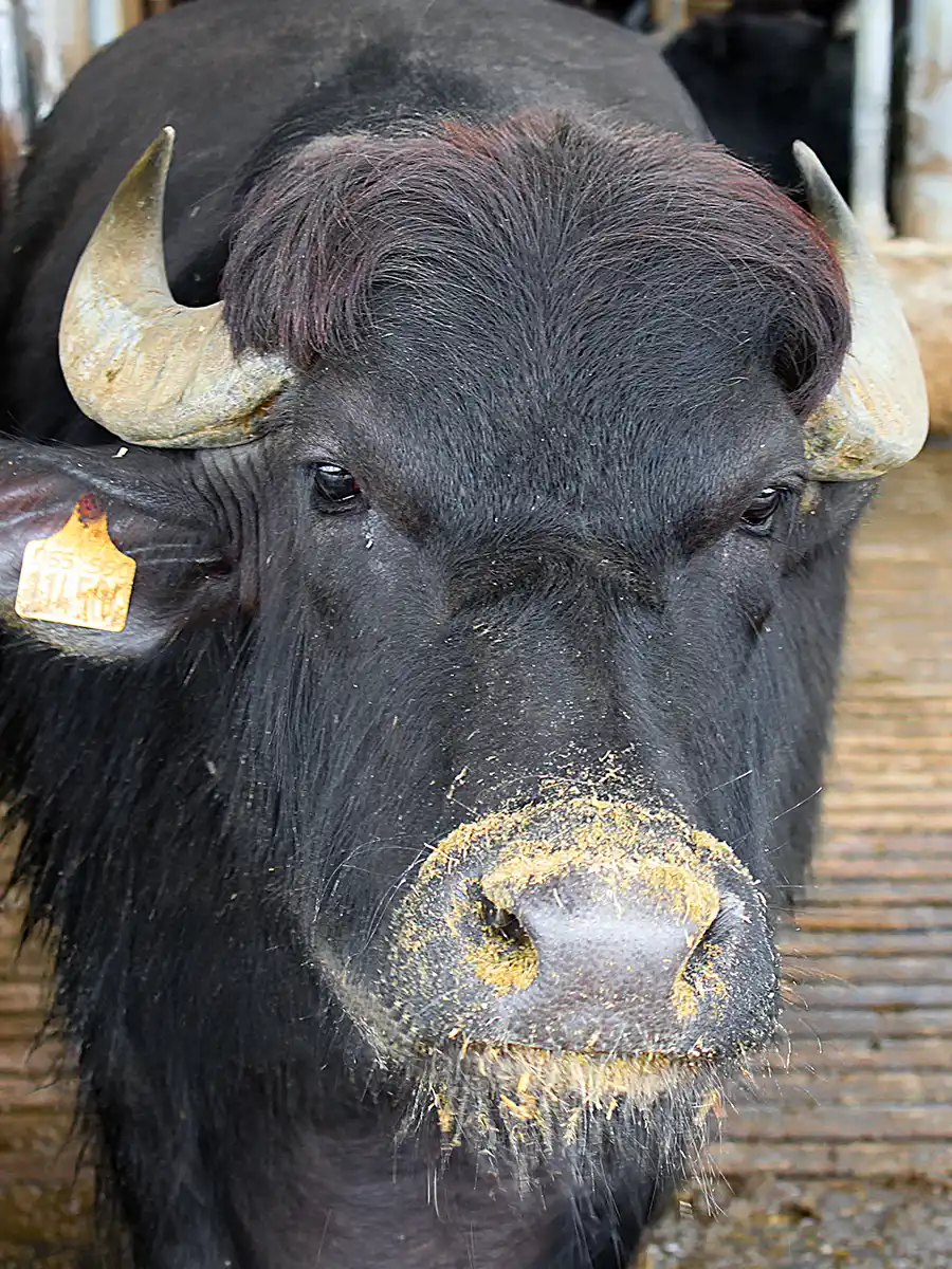 Wasserbueffel-2 Nahaufnahme eines schwarzen Büffels mit gelber Ohrmarke und Futterreste auf der Nase, der auf einem Holzboden steht.