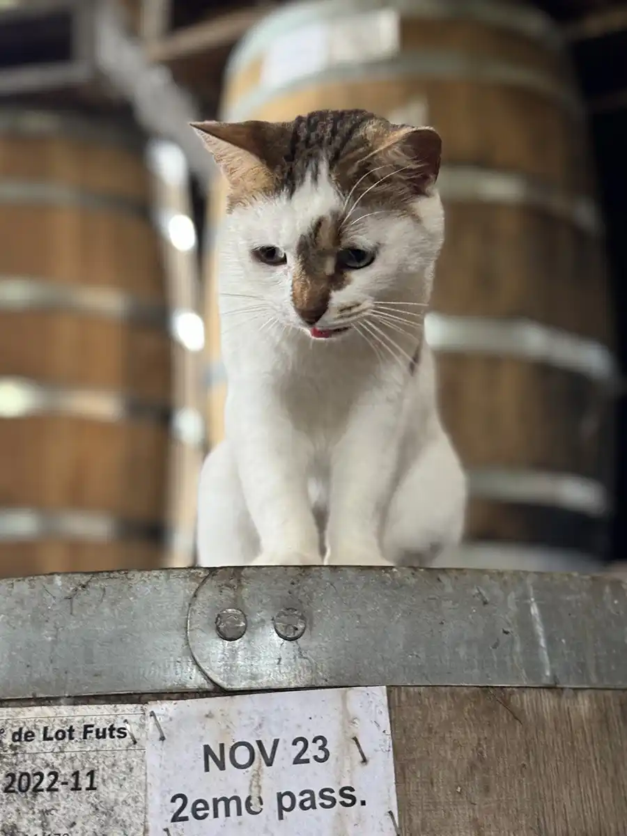 HSE-Rum-Faesser-Katze Eine weiße Katze mit braunen Abzeichen sitzt auf einem Fass mit der Aufschrift NOV 23, 2eme pass. Große Fässer im Hintergrund.