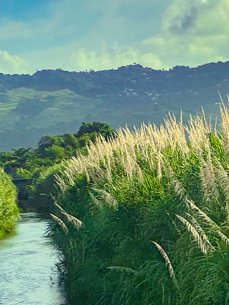 Martinique-Zuckerrohr-reif Hohes Zuckerrohr mit hellen Blüten säumt einen schmalen Bach mit grünen Hügeln und wolkenblauem Himmel im Hintergrund.