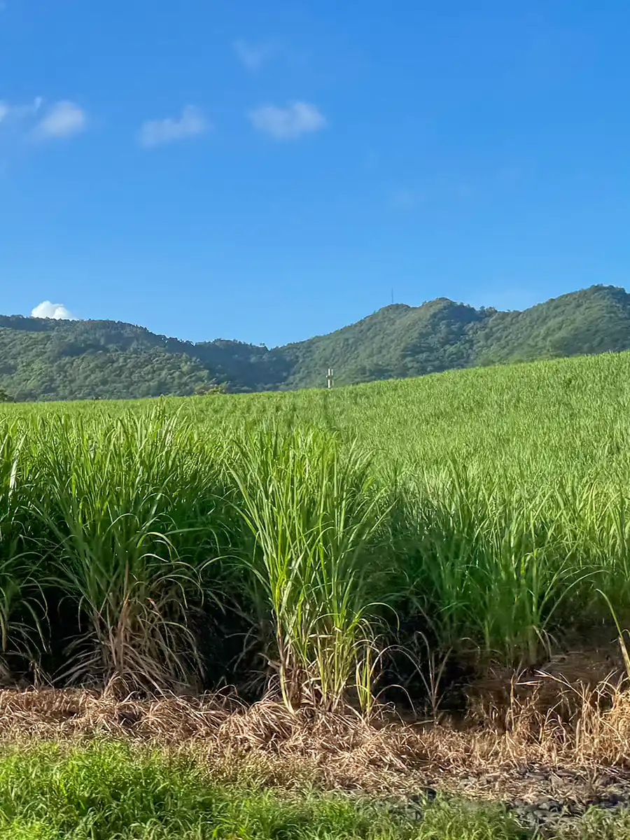 Martinique-Zuckerrohrfelder-h Grünes Zuckerrohrfeld mit üppigen Hügeln und einem klaren blauen Himmel im Hintergrund.