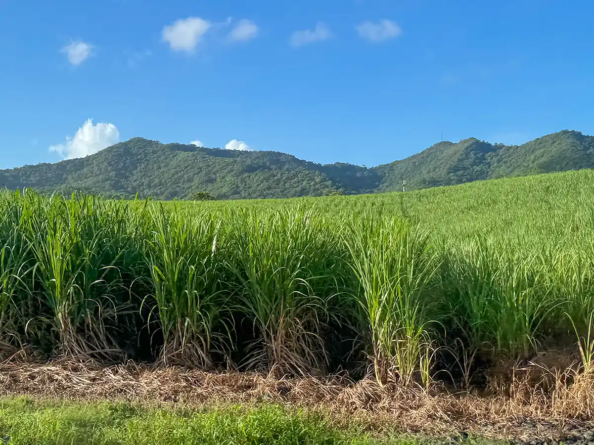 Martinique-Zuckerrohrfelder-q Grünes Zuckerrohrfeld mit Bergen und blauem Himmel im Hintergrund an einem sonnigen Tag.