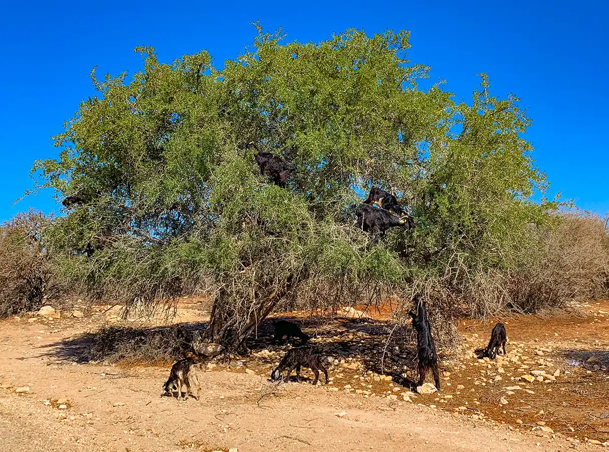 Mehrere Ziegen stehen unter einem belaubten Baum, wobei einige Ziegen auf die unteren Äste klettern und stehen.