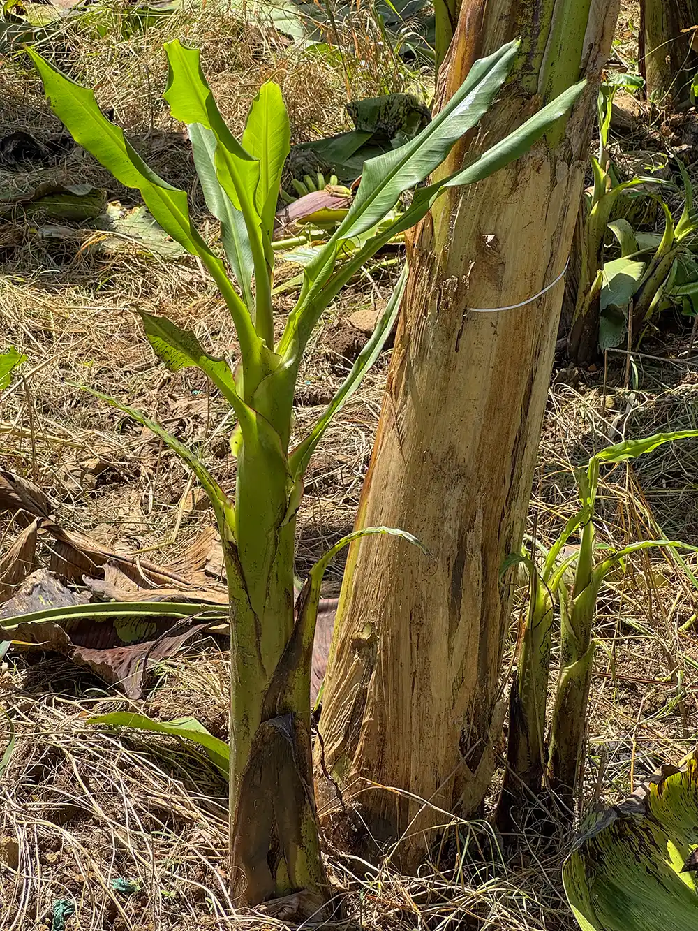 Junge Bananenpflanze, die neben einem älteren Bananenstamm auf trockenem, grasbewachsenem Boden in der Sonne wächst.