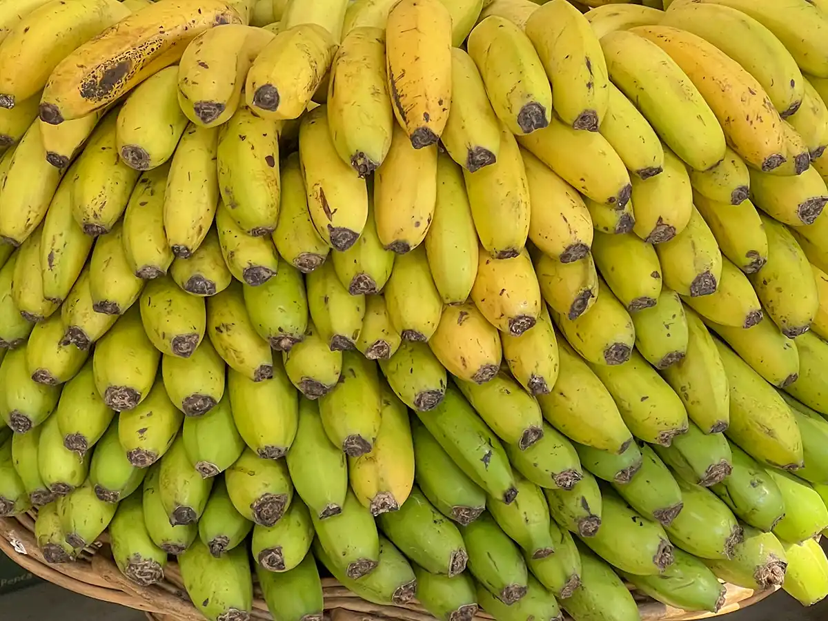 Ein großes Bündel Bananen, von grün und unreif bis gelb und reif, übereinander gestapelt.