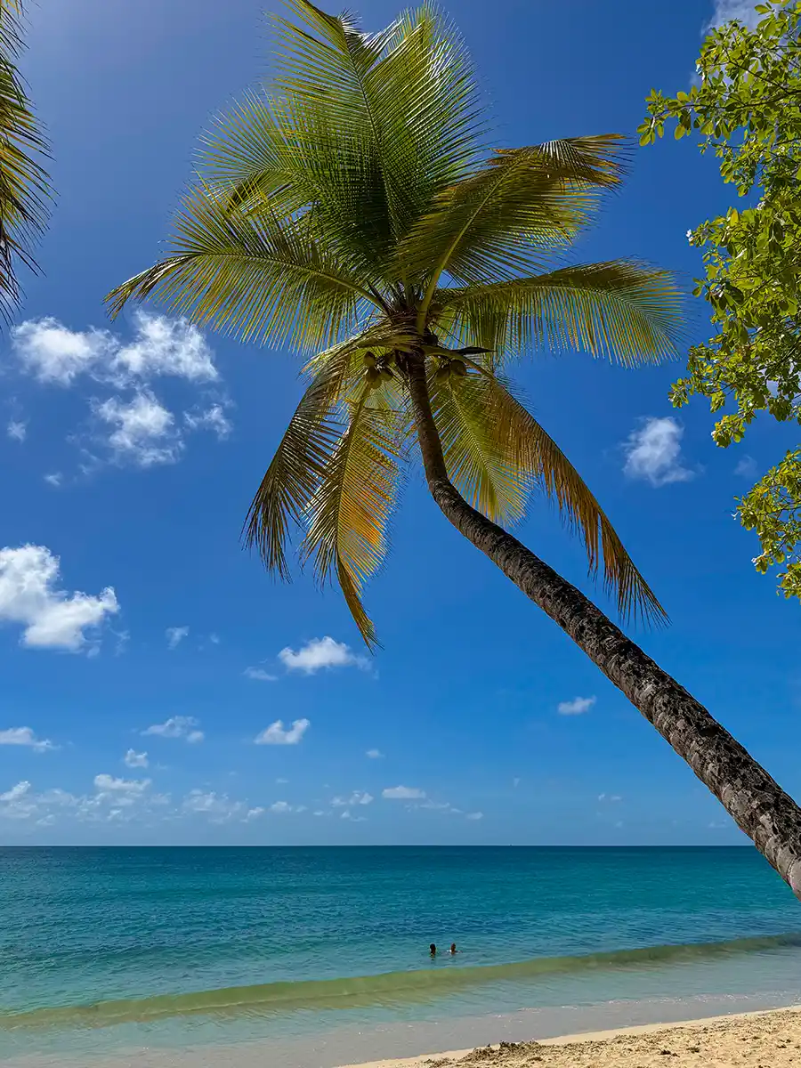 Eine hohe Palme beugt sich über einen Sandstrand mit türkisfarbenem Wasser unter einem strahlend blauen Himmel.