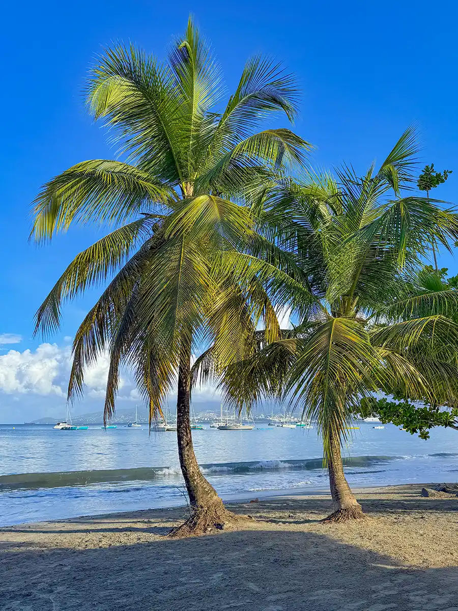 Schoenste-Straende-Martinique-Trois-Ilets-morgens Zwei Palmen an einem Sandstrand mit blauem Himmel und Booten auf dem Meer im Hintergrund.