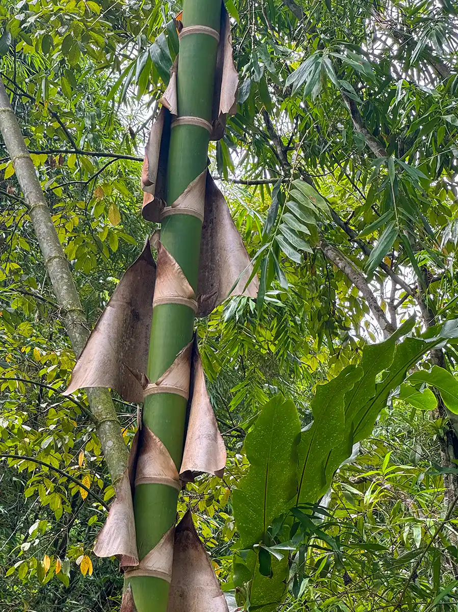 Sehenswuerdigkeiten-Martinique-Bambus Ein hoher Bambusstamm mit getrockneten, sich ablösenden Hüllen inmitten von dichtem grünen Laub in einem Wald.