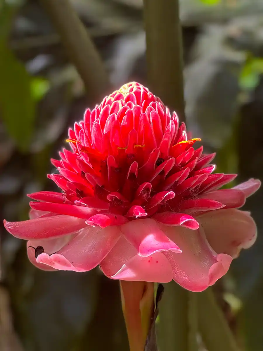 Sehenswuerdigkeiten-Martinique-Porzellanblume Nahaufnahme einer leuchtend rosafarbenen Fackel-Ingwerblüte mit mehrschichtigen Blütenblättern im weichen Sonnenlicht.
