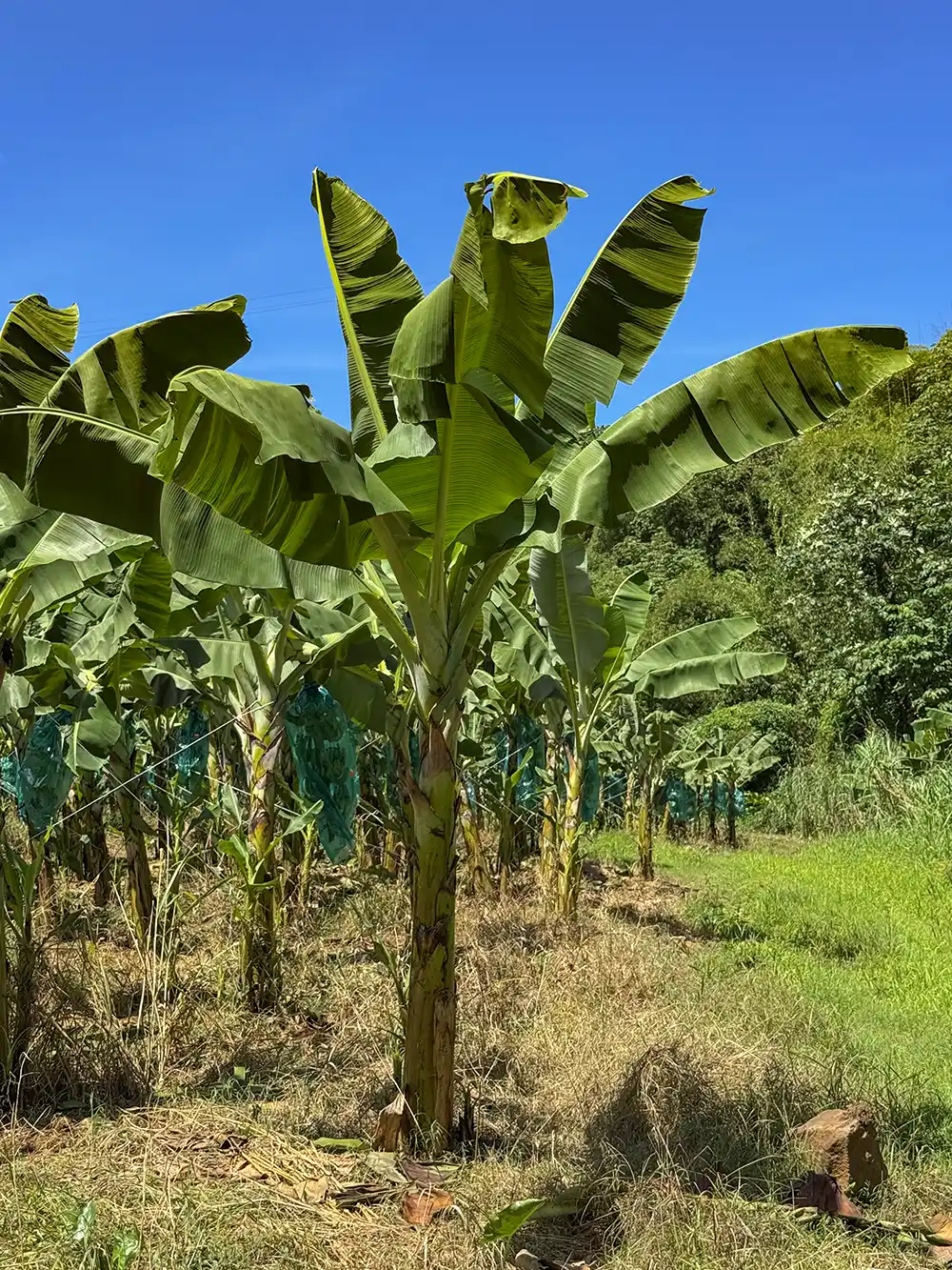Bananenstauden auf einem sonnigen Feld mit grünem Gras und einem klaren blauen Himmel im Hintergrund.