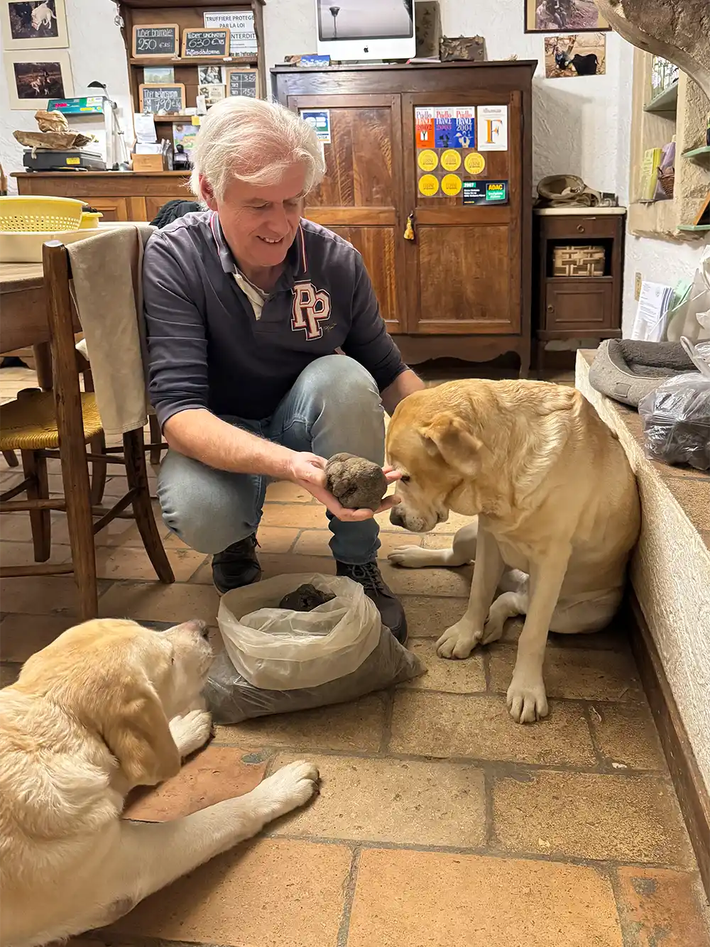 Gilles-Ayme Ein Mann zeigt zwei gelben Labradoren in einem gemütlichen, rustikalen Raum mit Holzmöbeln eine große Trüffel.
