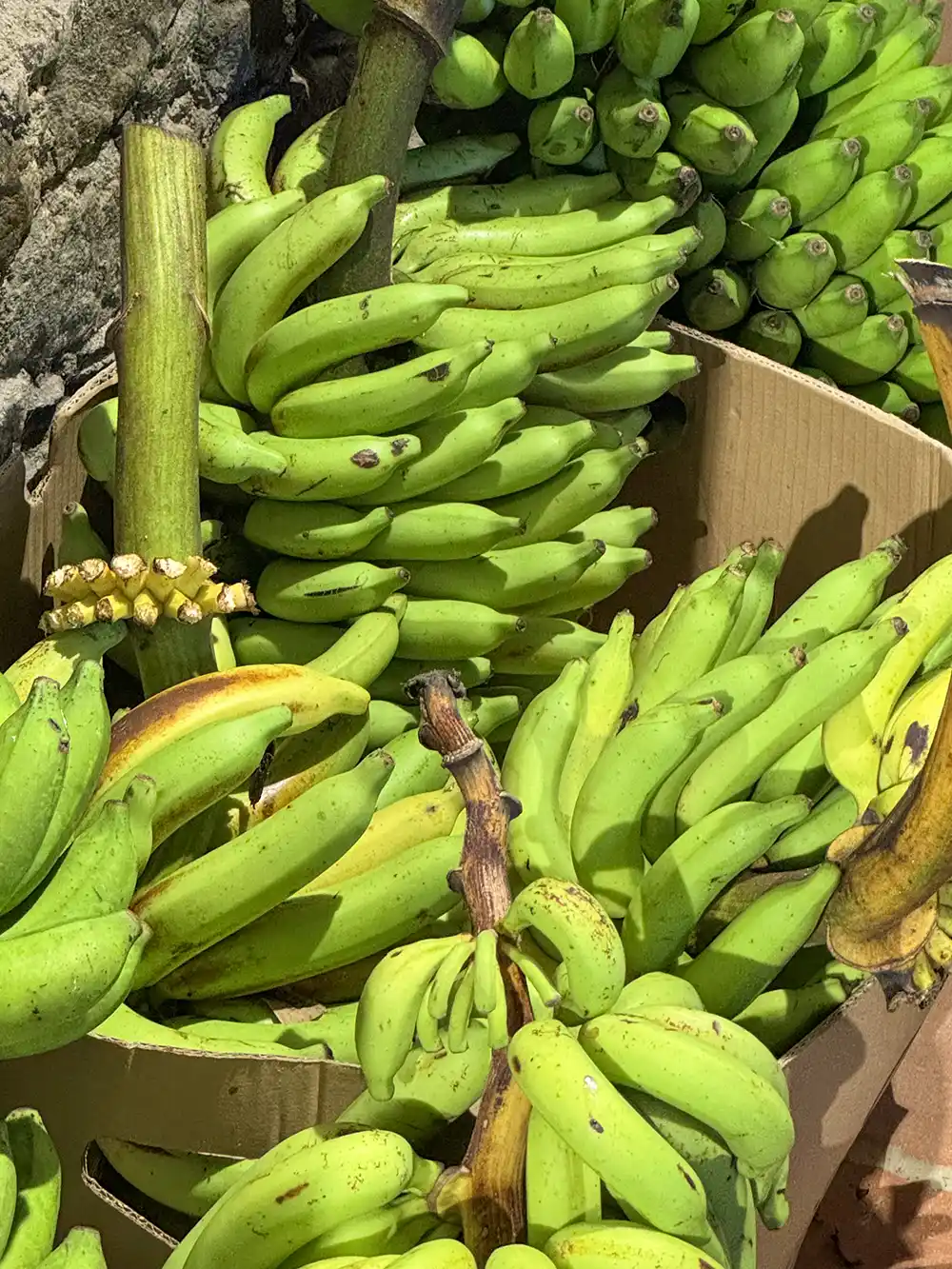 Grüne Bananen werden in einem Karton unter hellem Sonnenlicht gestapelt.