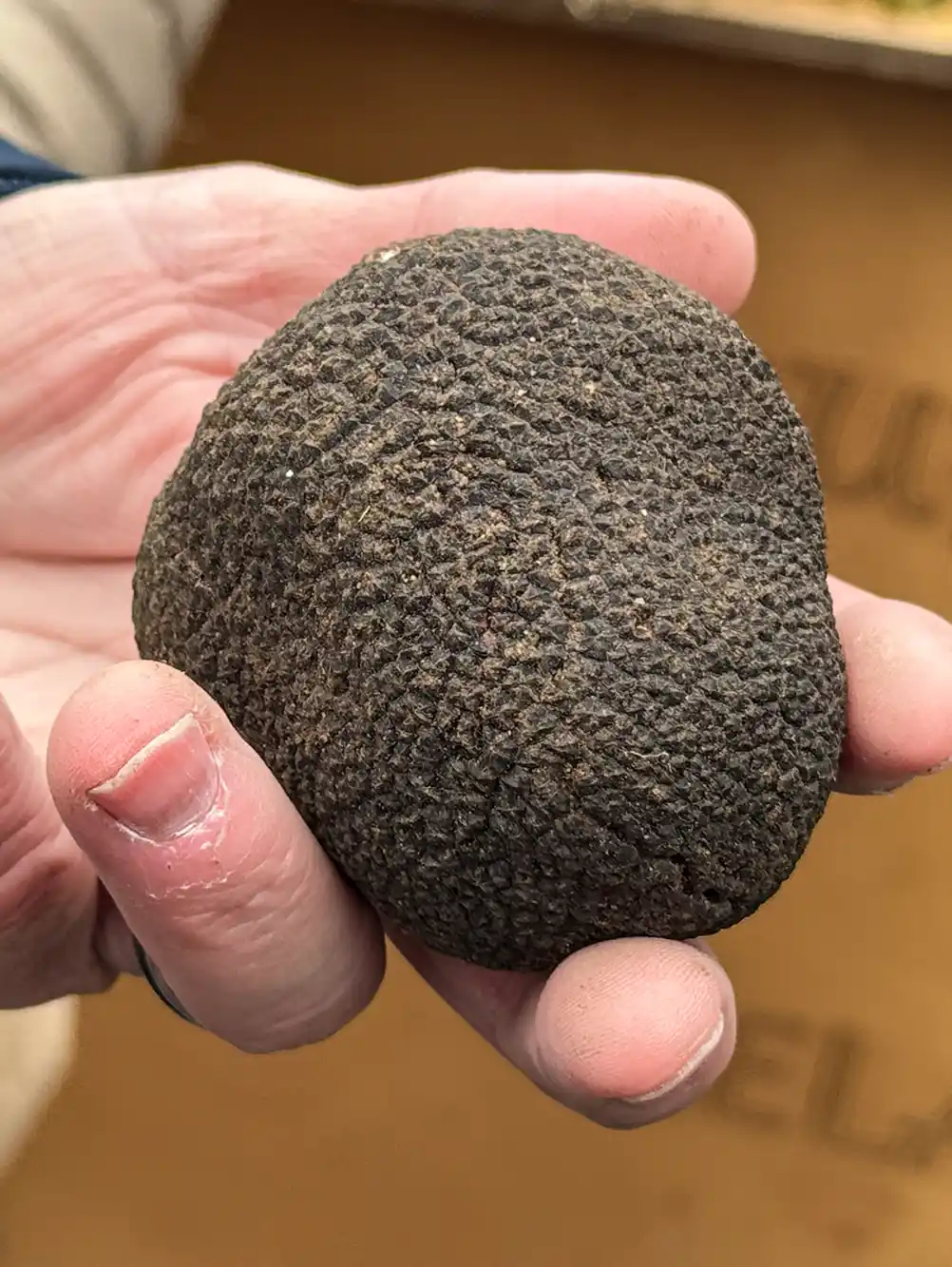 Truffel Eine Hand, die eine große schwarze Trüffel mit rauer Struktur vor einem unscharfen Hintergrund hält.