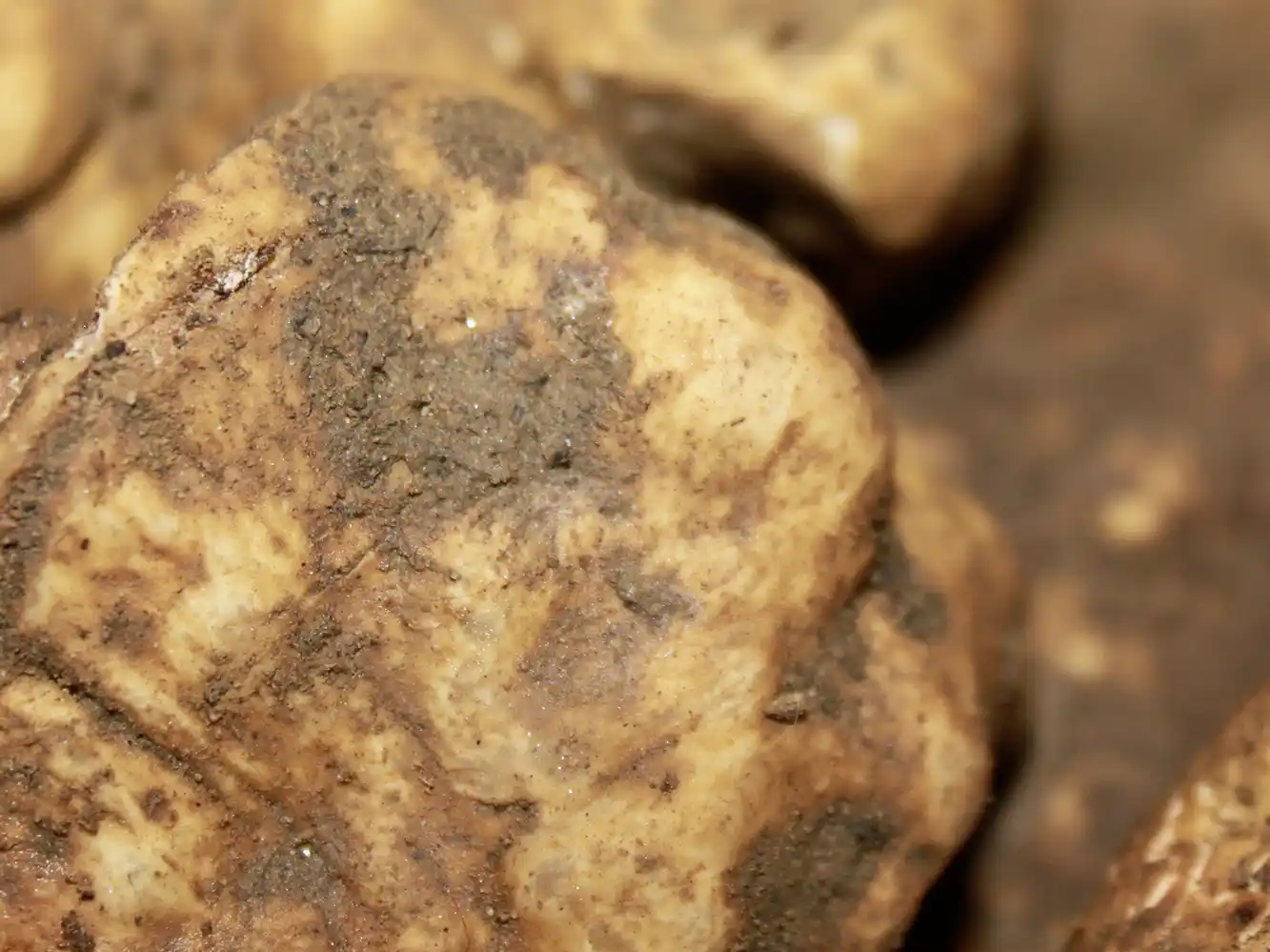 Nahaufnahme einer schmutzigen, unregelmäßig geformten gelblich-beiger Trüffel.