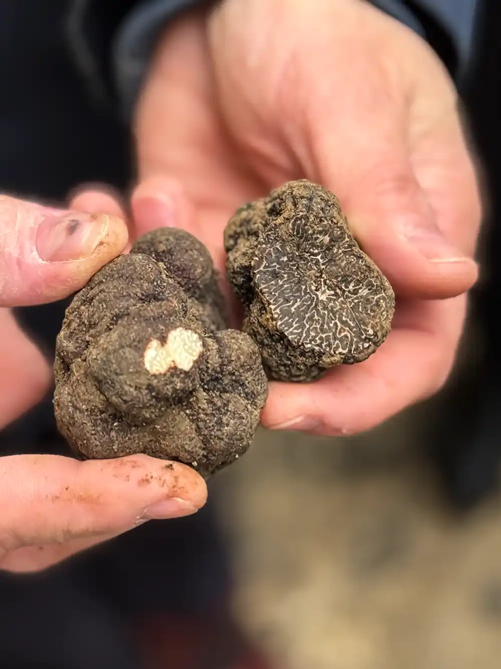 Unterschied-Tuber-brumale-tuber-melanosporum Zwei Hände zeigen zwei angeschnittene Trüffeln