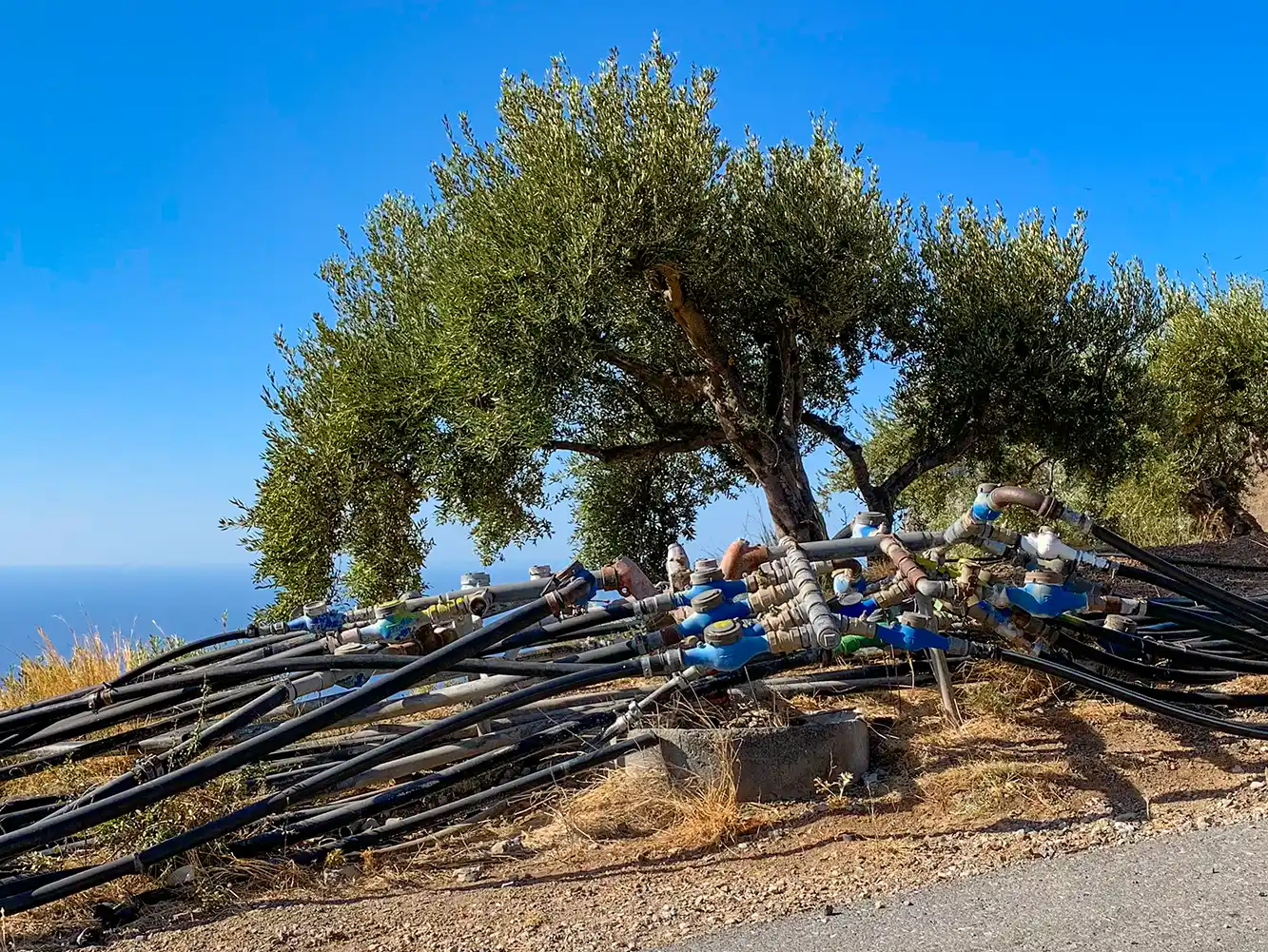 Olivenbäume mit vielen schwarzen Bewässerungsrohren und -ventilen, die auf trockenem Boden unter einem klaren blauen Himmel stehen.