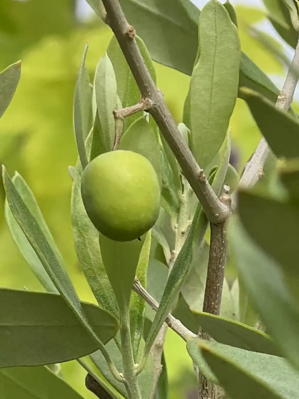 Eine grüne Olive wächst auf einem Zweig mit grünen Blättern im Hintergrund.