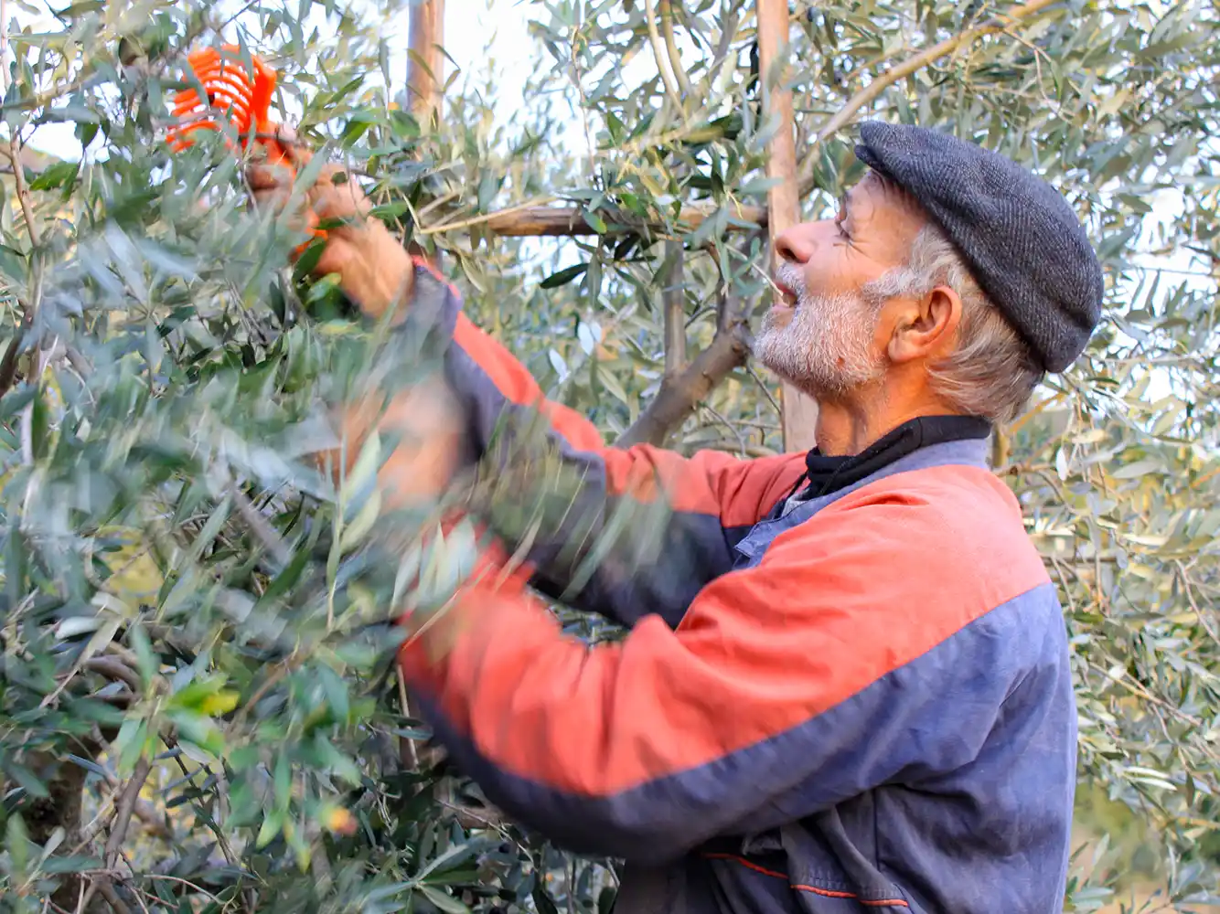 Ein älterer Mann erntet Oliven von einem Baum, er trägt eine Mütze und eine rot-blaue Jacke.
