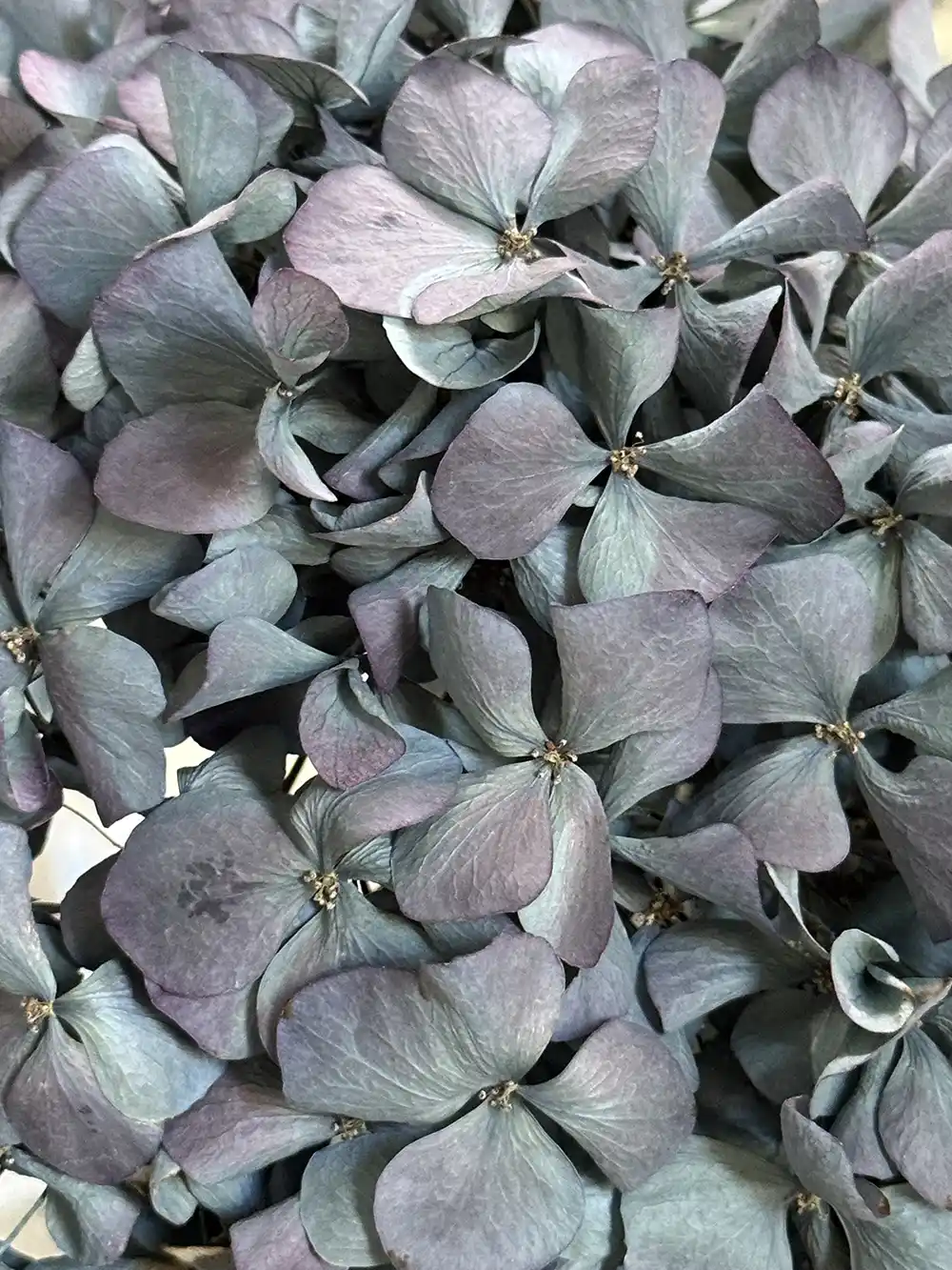 Nahaufnahme von verwelkten Hortensienblättern in gedämpften Lila- und Blautönen.