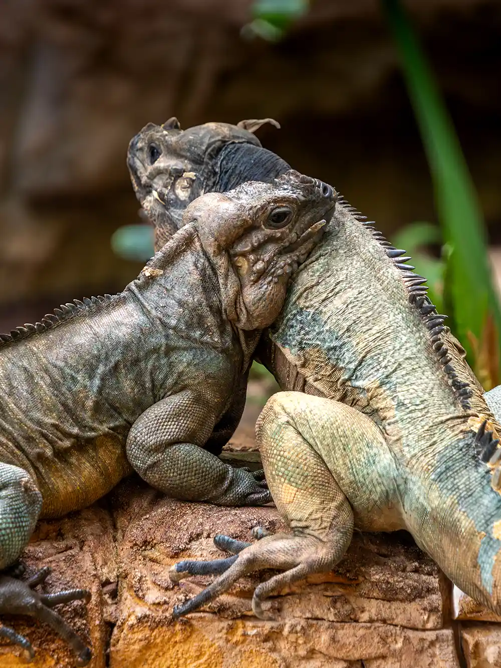 Zwei Leguane sitzen eng beieinander auf einem Felsen, wobei sich ihre Hälse und Köpfe sanft aneinander schmiegen.