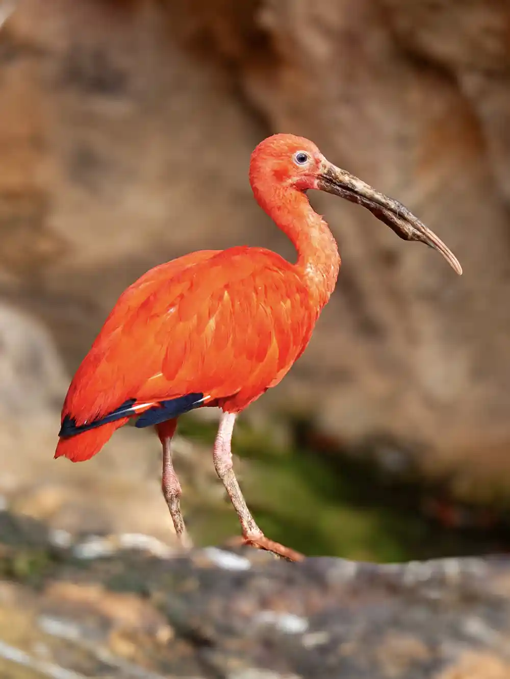 Leuchtend roter Scharlachibis mit gebogenem Schnabel auf einem Felsen stehend, unscharfer brauner Hintergrund.