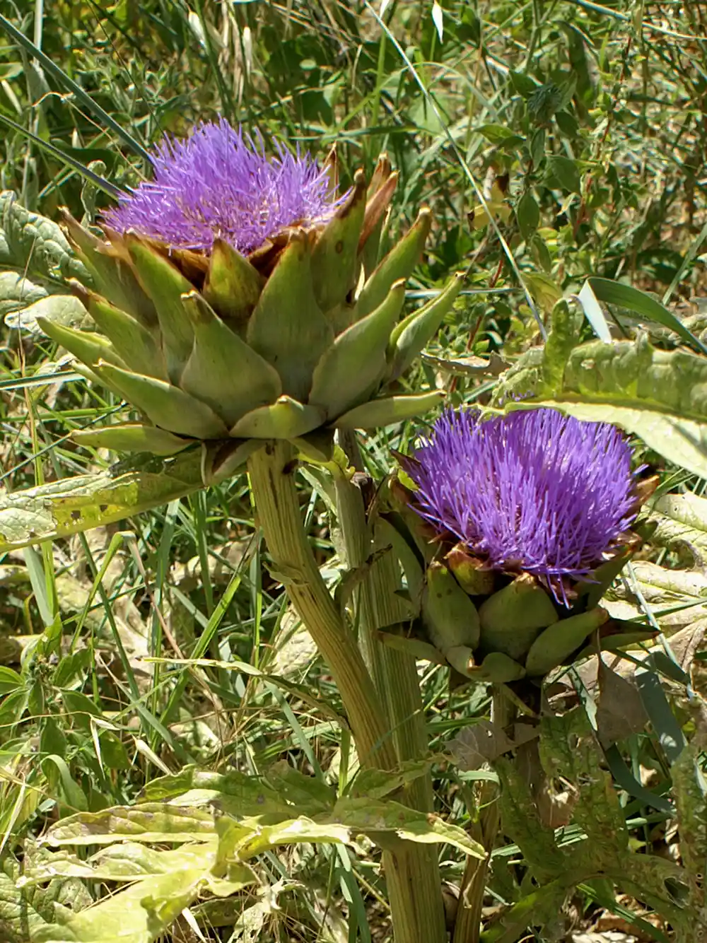 Zwei Artischockenpflanzen mit violetten, distelähnlichen Blüten, die zwischen grünem Gras und Blättern wachsen.