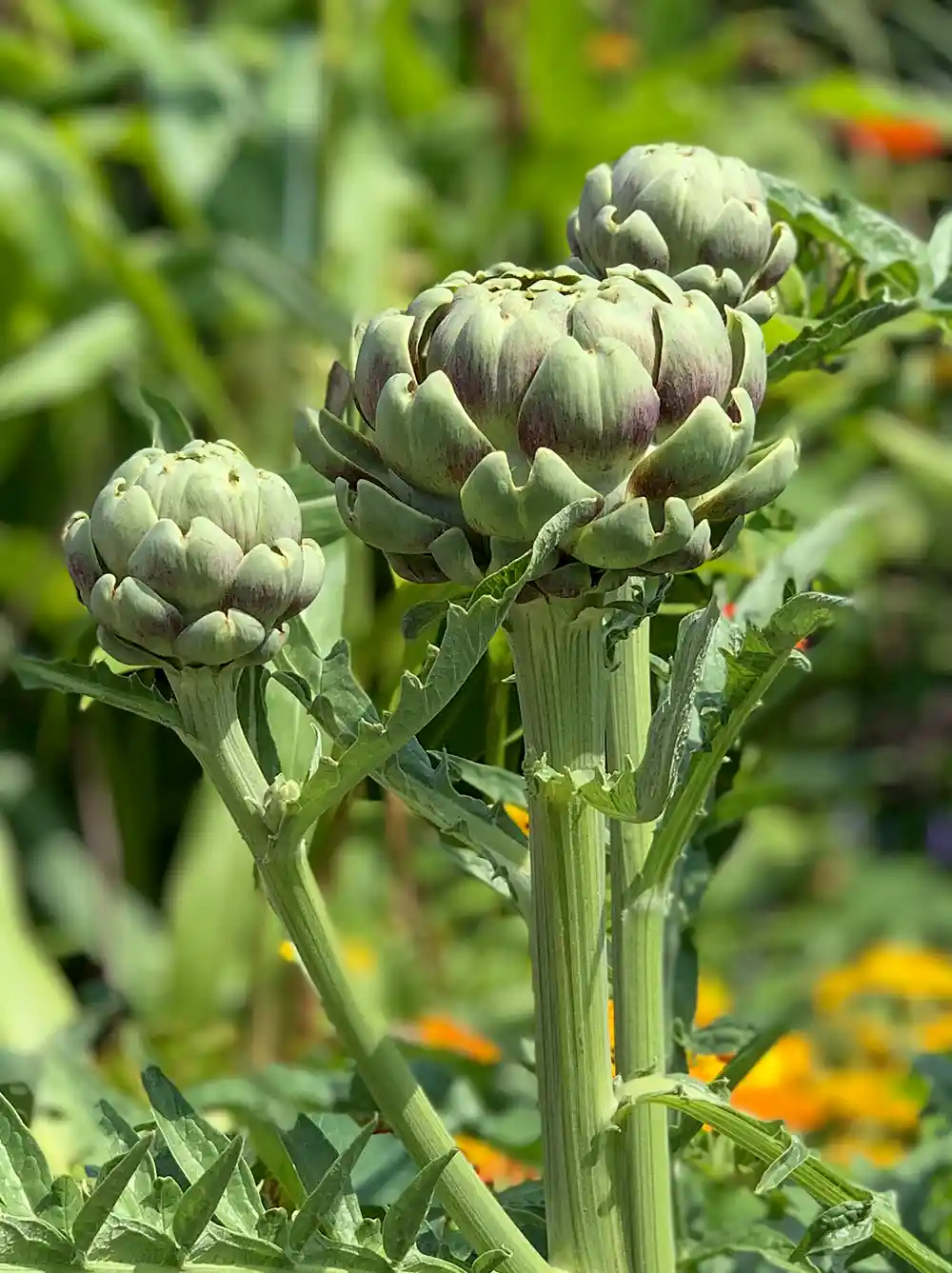 Drei Artischocken auf hohen Stängeln mit grünen Blättern vor einem unscharfen Gartenhintergrund.