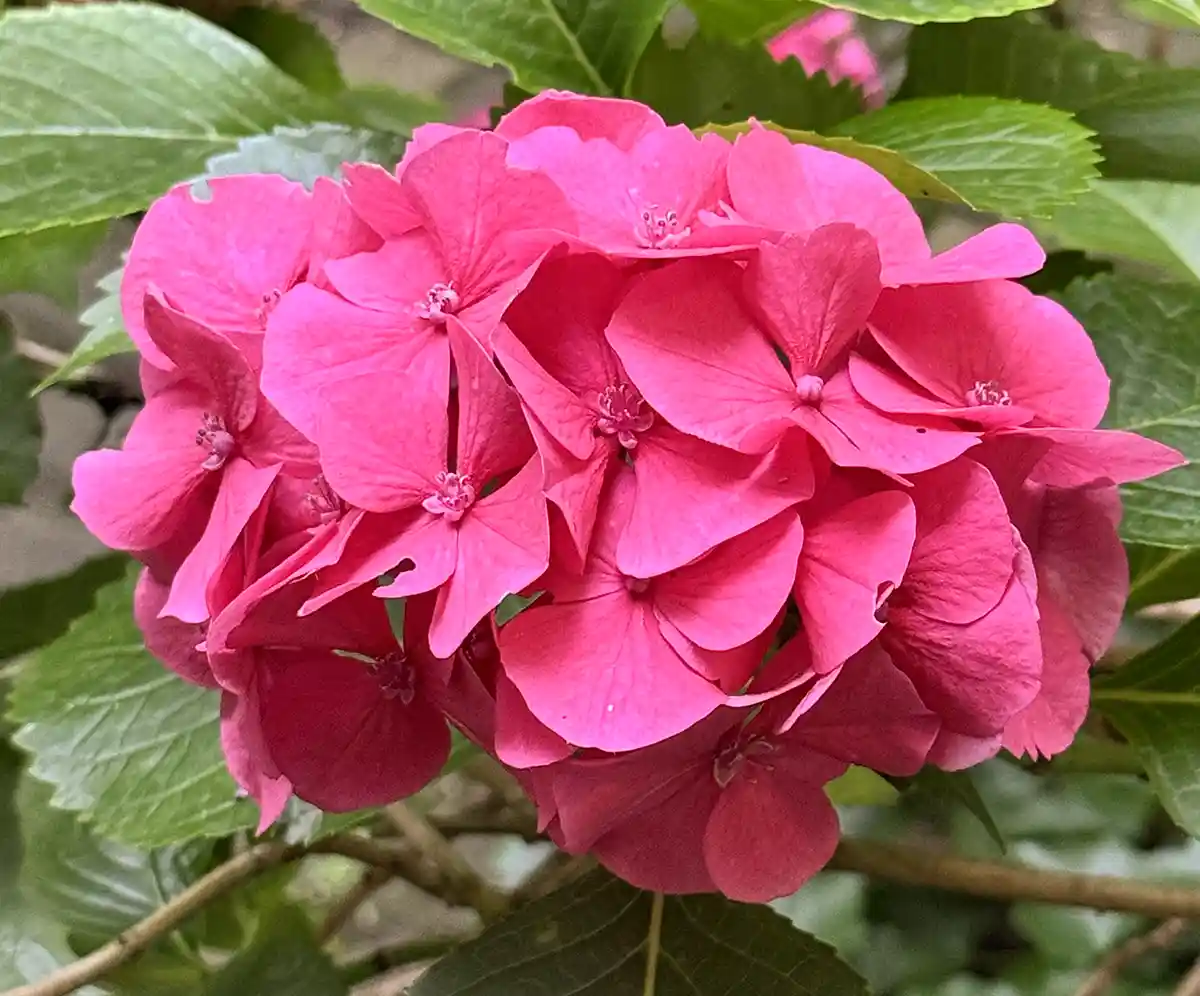 Leuchtend rosa Hortensienblüten in voller Blüte mit grünen Blättern im Hintergrund.