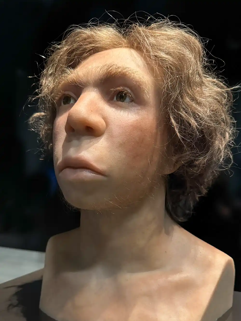 Lebensechtes Museumsmodell eines Neandertalers mit gewelltem Haar und markanten Gesichtszügen vor dunklem Hintergrund.