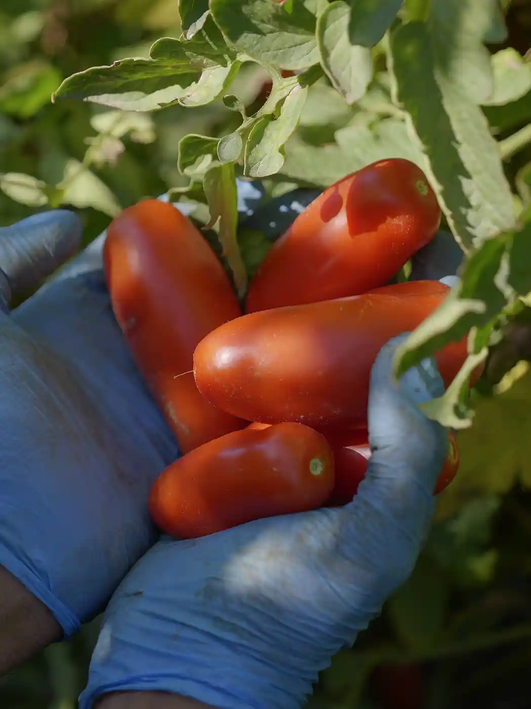 Hände in blauen Handschuhen halten reife rote Tomaten in der Nähe von grünen Blättern an einer Pflanze.