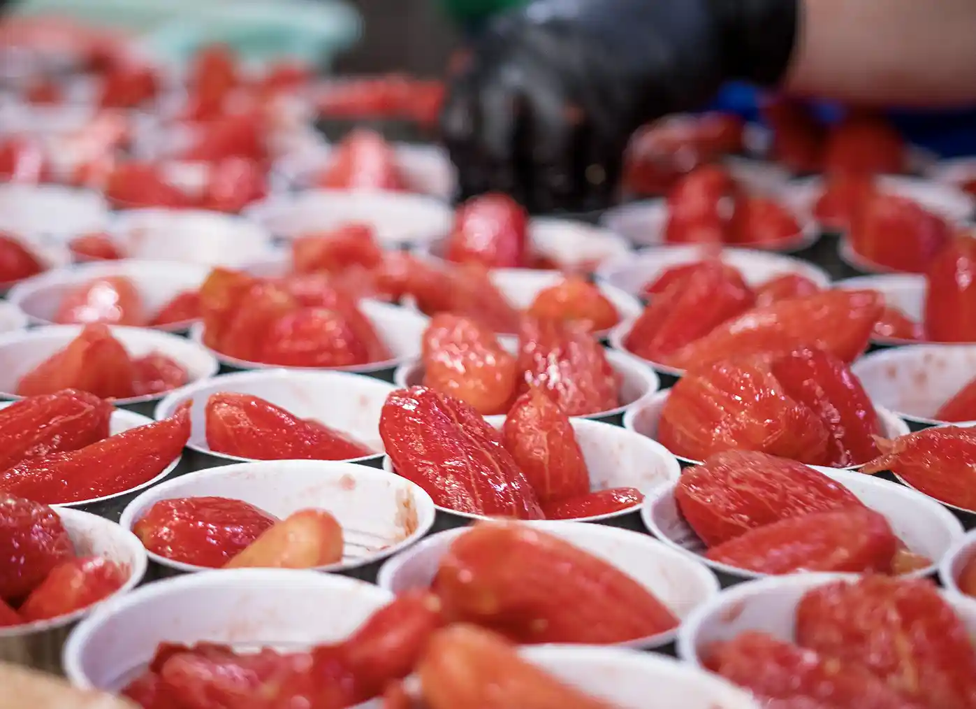Reihen von weißen Bechern, gefüllt mit geschälten roten Tomaten, eine Hand in einem schwarzen Handschuh im Hintergrund, die sortiert