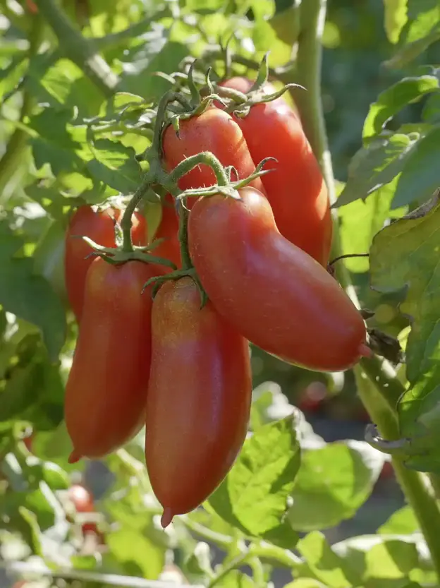 Eine Traube reifer, roter San Marzano-Tomaten hängt am Strauch zwischen grünen Blättern im Sonnenlicht.