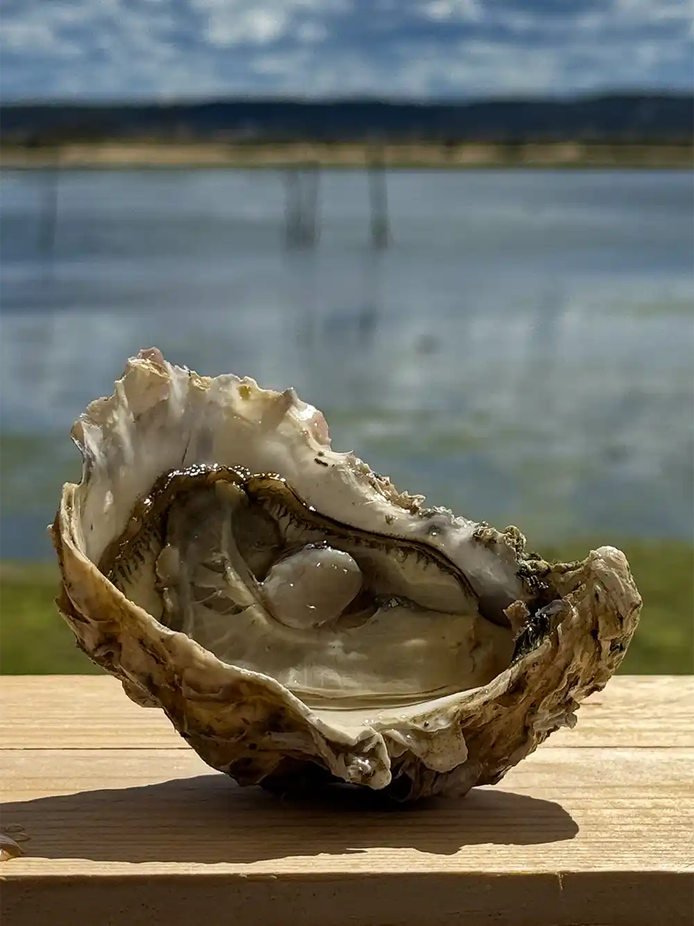 Auster-Arcachon Eine geöffnete Auster mit einer Perle im Inneren liegt auf einer Holzfläche am Wasser unter einem bewölkten Himmel.
