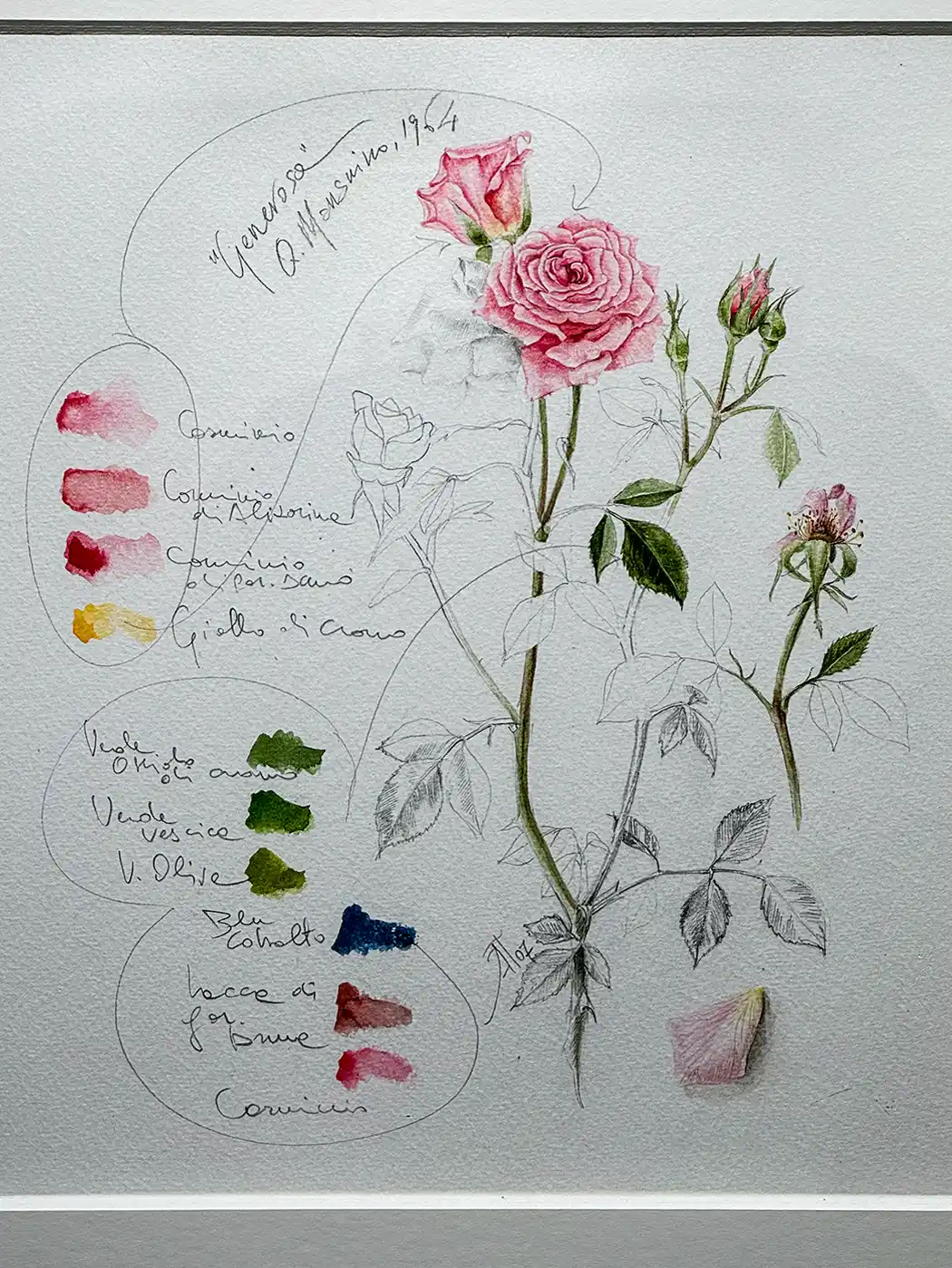 Botanische Illustration von rosa Rosen mit handschriftlichen Notizen und Farbmuster auf einem strukturierten weißen Hintergrund.