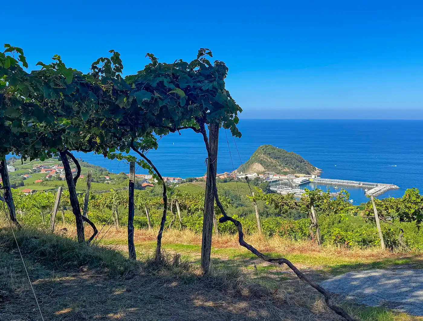 Getaria-Weinberge-Meer Ein Weinberg mit Blick auf eine Küstenstadt, das blaue Meer und einen kleinen grünen Hügel unter strahlend blauem Himmel.
