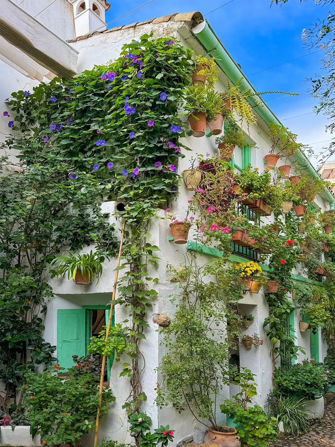 Cordoba-Patio Eine weiße Hausfassade, die mit Kletterpflanzen bewachsen ist und an der viele Blumen in Hängekübeln hängen.