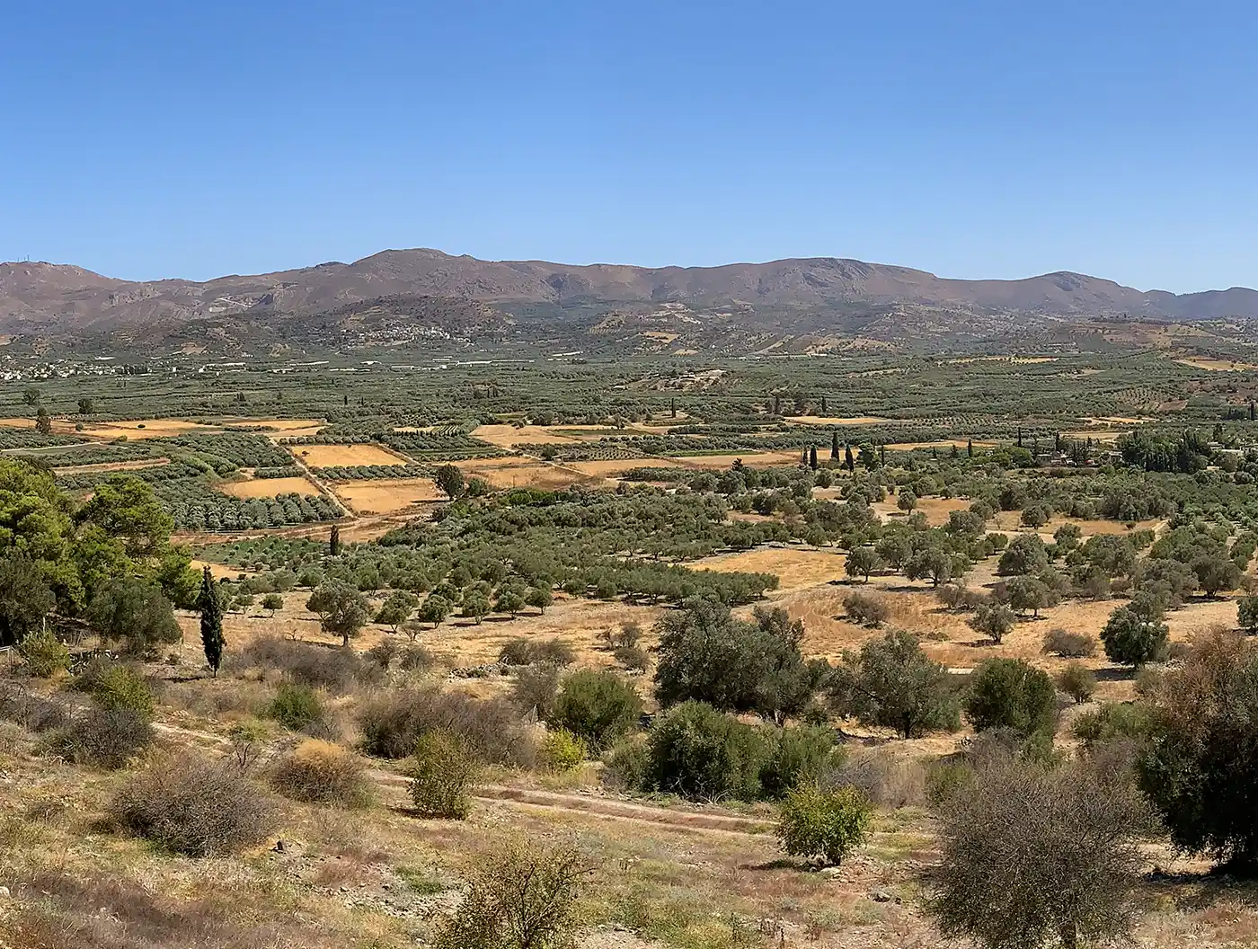 Kreta-Landschaft-Phaistos Eine weite Landschaft aus Olivenhainen und Feldern, die sich unter einem strahlend blauen Himmel bis zu den fernen Bergen erstreckt.