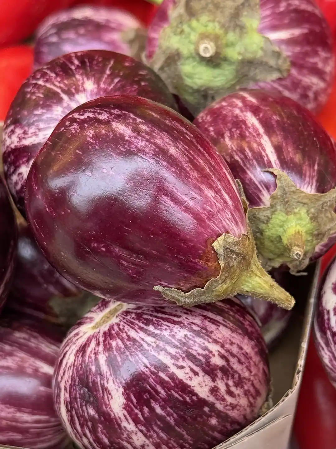 Ein Haufen violett-weiß gestreifter Auberginen.