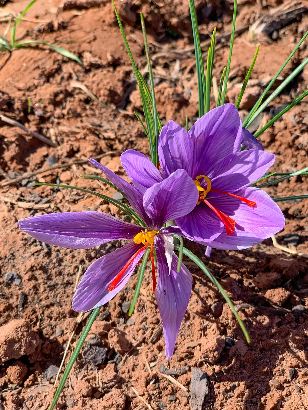 Zwei violette Safran-Krokusse mit leuchtend roten Narben, die auf trockenem Boden wachsen.